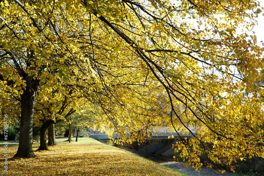 Yellow trees and pond in park - fall time