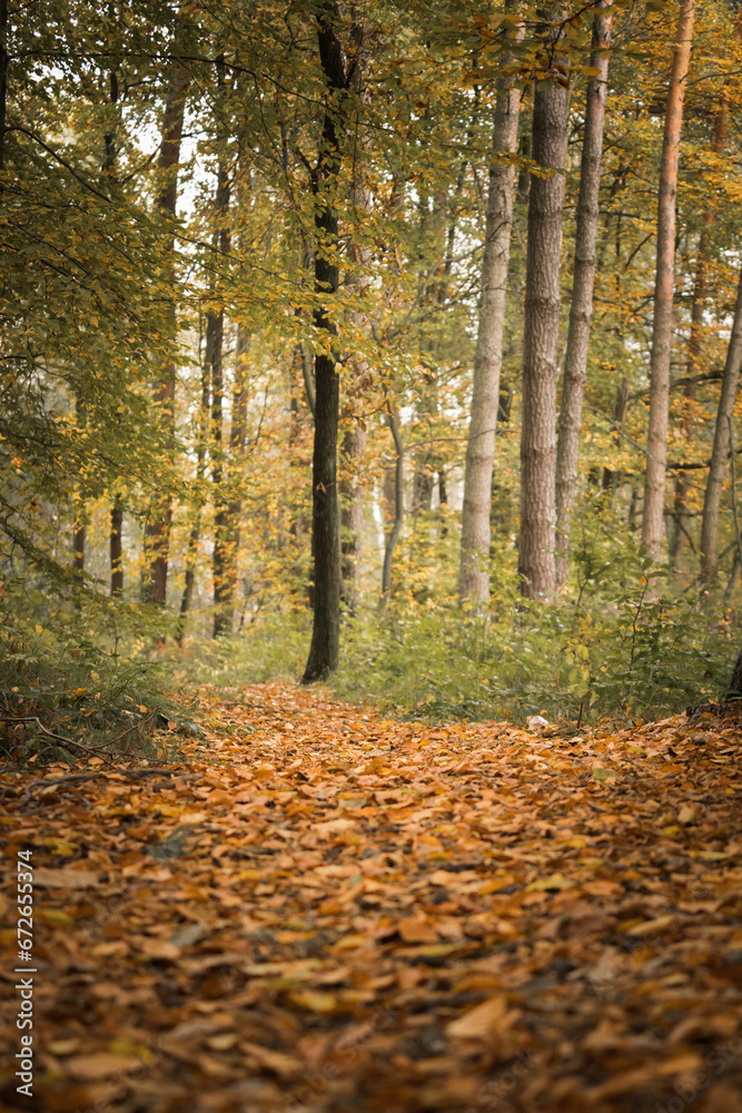 Autumn forest with fallen leaves in the foreground and a path in the background