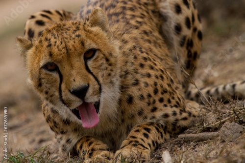 Cheetah of Africa