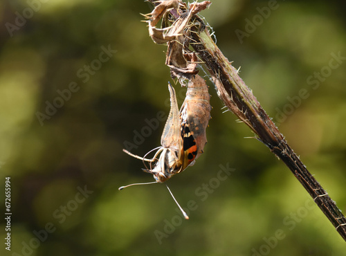 Fotografia Painted lady butterfly (Vanessa cardui) emerging from chrysalis