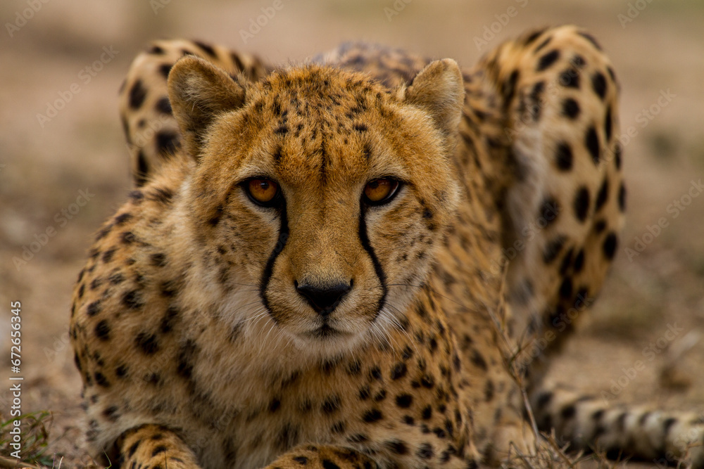 Cheetah of Africa Cheetah of Africa