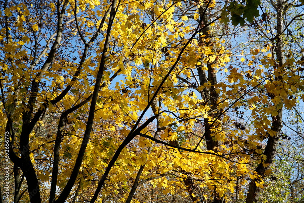 Yellow leaves on tree branches in fall Yellow leaves on tree branches in fall