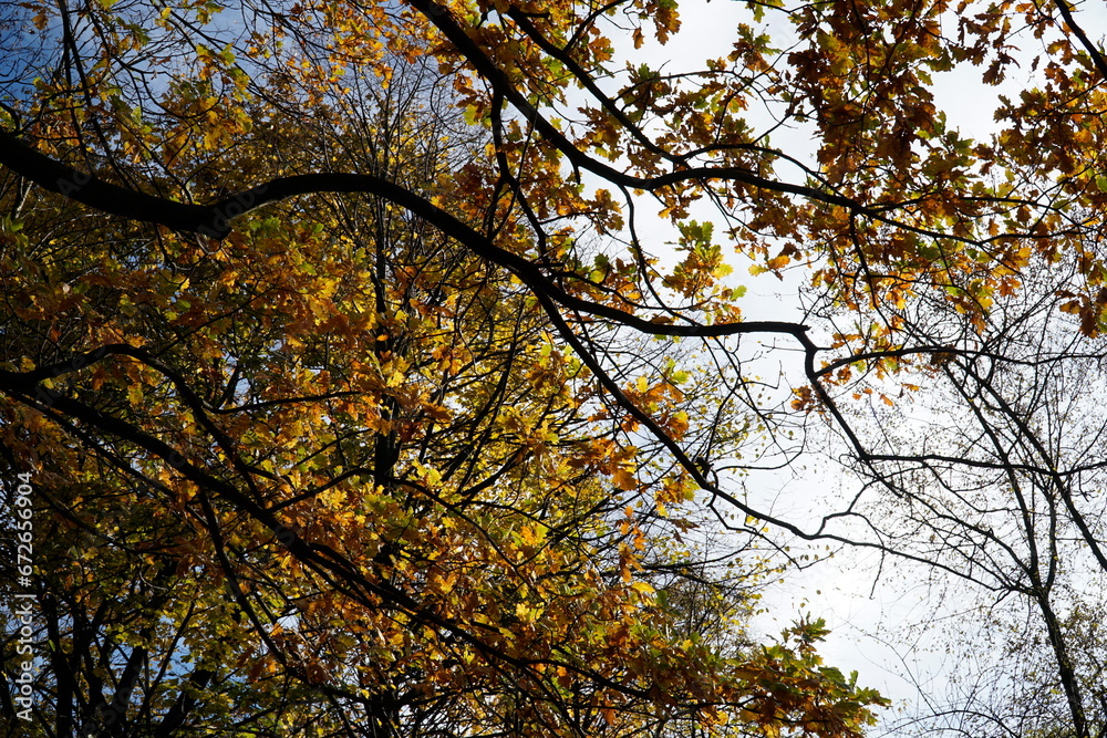 Orange leaves on tree branch in fall Orange leaves on tree branch in fall