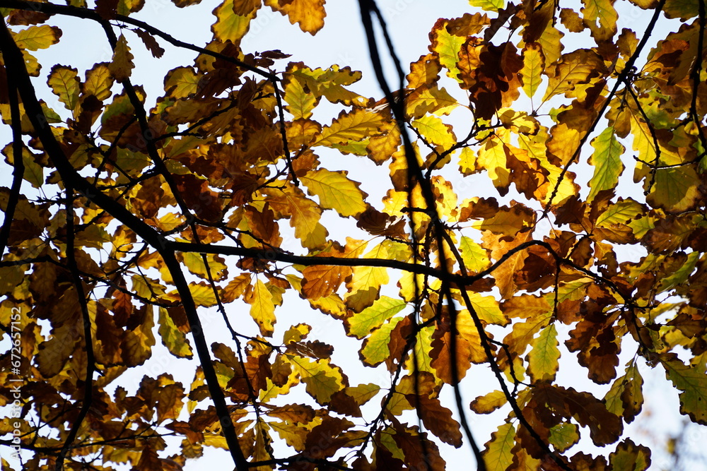 Yellow and orange leaves on oak tree in fall Yellow and orange leaves on oak tree in fall