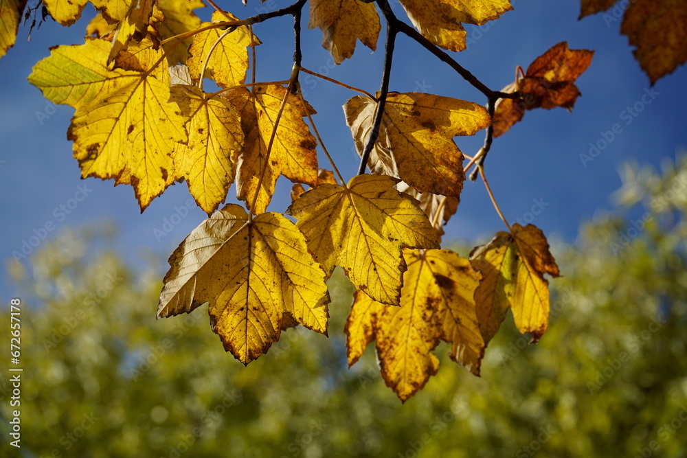 Obraz premium Yellow leaves on tree branch in fall