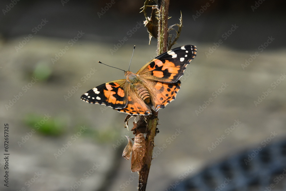 Obraz premium Painted lady butterfly (Vanessa cardui) freshly emerged from chrysalis 