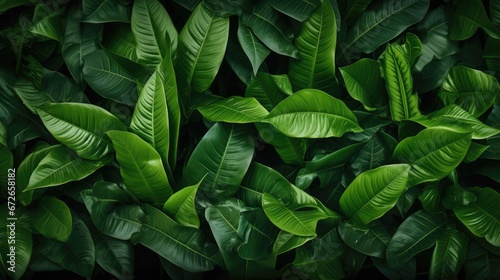 Green leaves fern tropical rainforest background © NI
