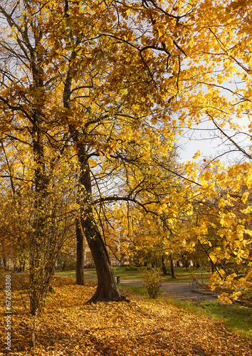 Park with tall maple with yellow autumn foliage in the warm rays from the setting sun in Riga. Latvia