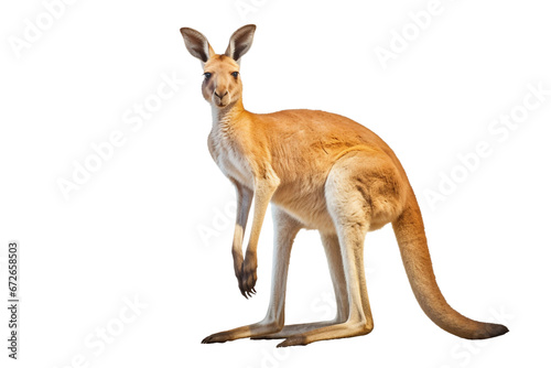 Majestic Marsupial Kangaroo Isolated on transparent background