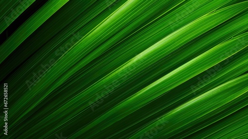 tropical palm leaf and shadow, abstract natural green background © NI
