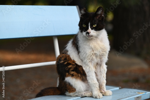 ベンチに座りこちらを見る地域猫