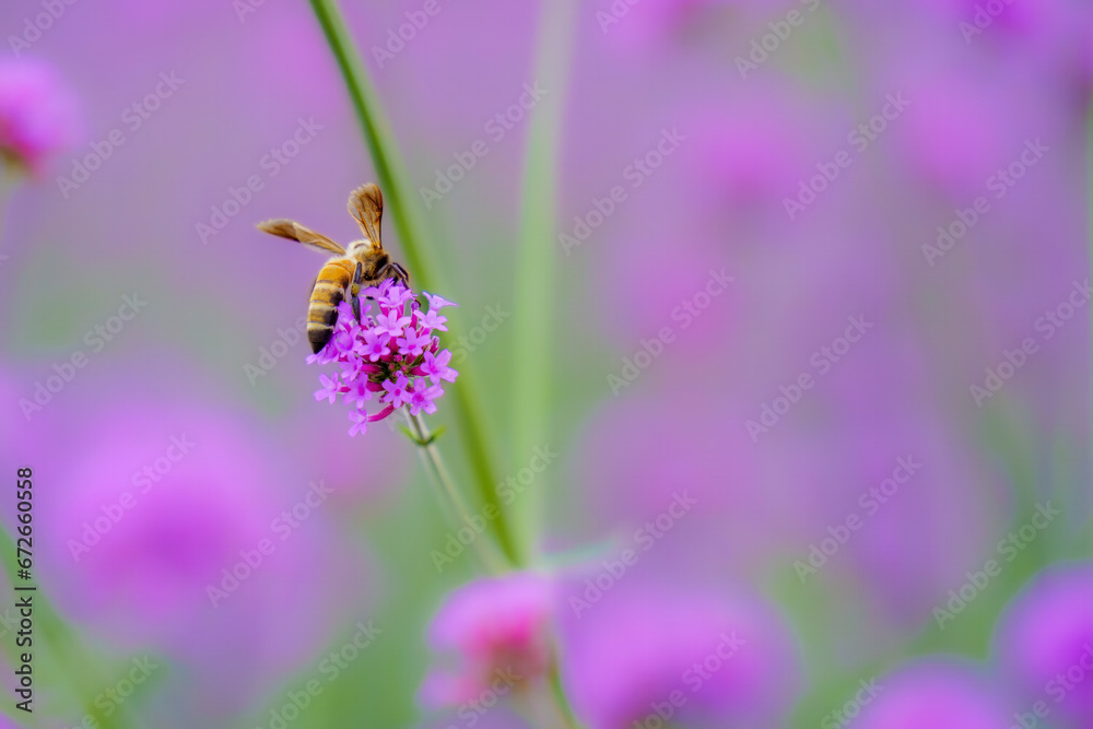 Bees are flying on flowers Bees are flying on flowers