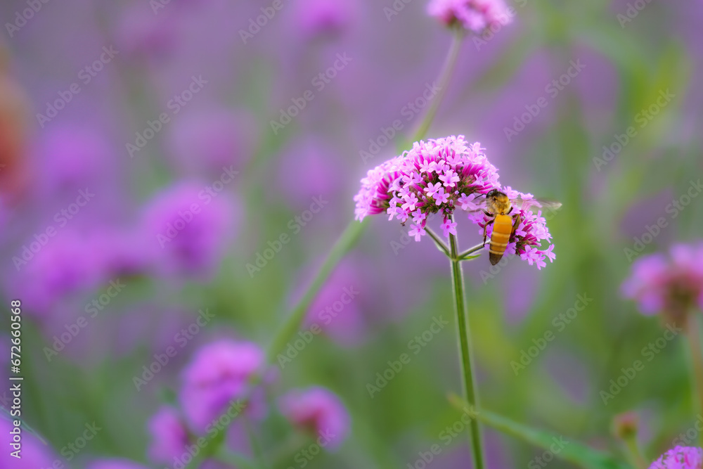 Bees are flying on flowers