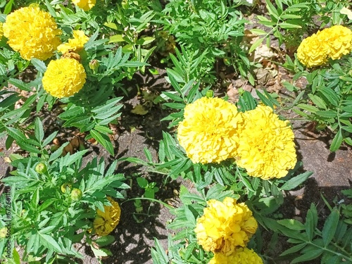 yellow marigolds in the garden