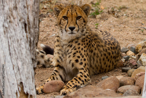 Cheetah of Africa