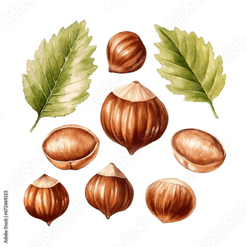 Green watercolor hazel nut with herb leaves on white background