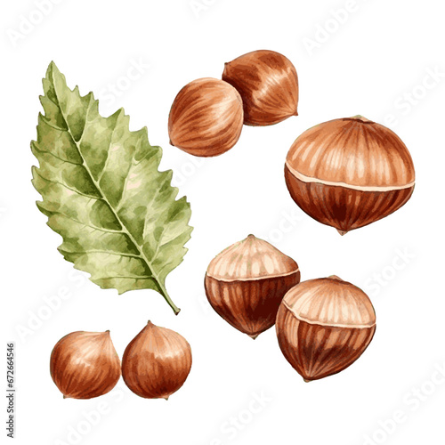 Green watercolor hazel nut with herb leaves on white background