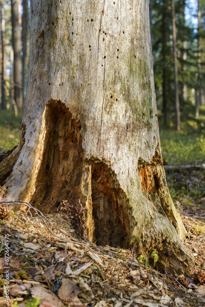 Foot of an old decaying tree,