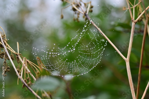 Spider's web covered in dew drops, autumn