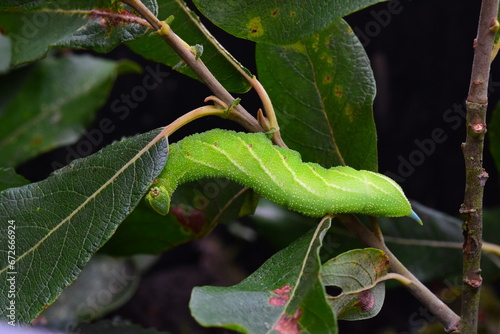 Caterpillar of Eyed Hawk Moth (Smerinthus ocellata), feeding on sallow leaves (Salix caprea) 