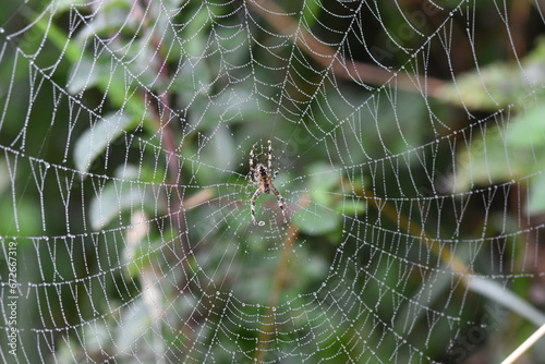 Garden spider (Aranea diadematus) on dew-covered web