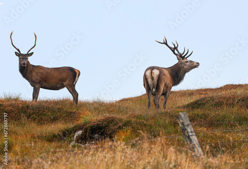 Red deer stags (Cervus elaphus), North Uist, Outer Hebrides photo
