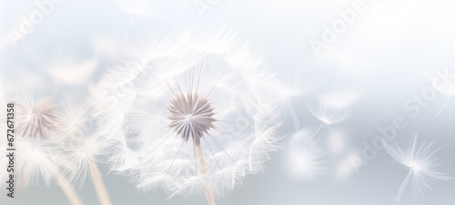 dandelion on a white background, condolence, grieving card, loss, funerals, support © id512