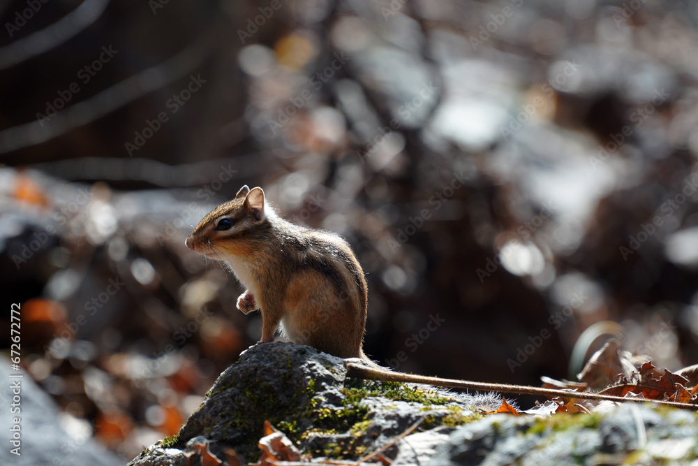 Obraz premium squirrel in the snow