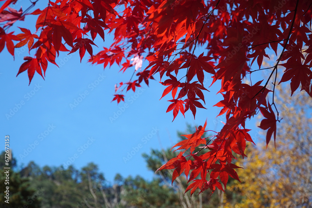 red autumn leaves red autumn leaves