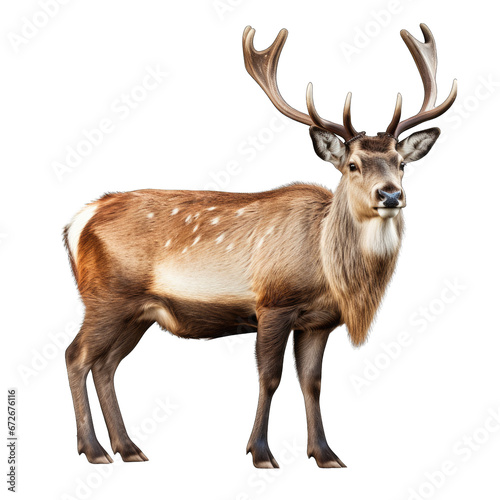 Reindeer Isolated on Transparent or White Background, PNG