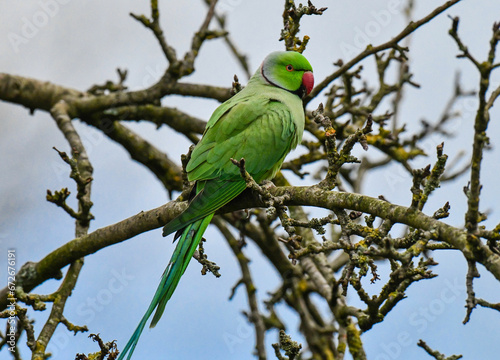 Male Ring-necked Parakeet (Psittacula krameri) perched in a garden, Gloucestershire