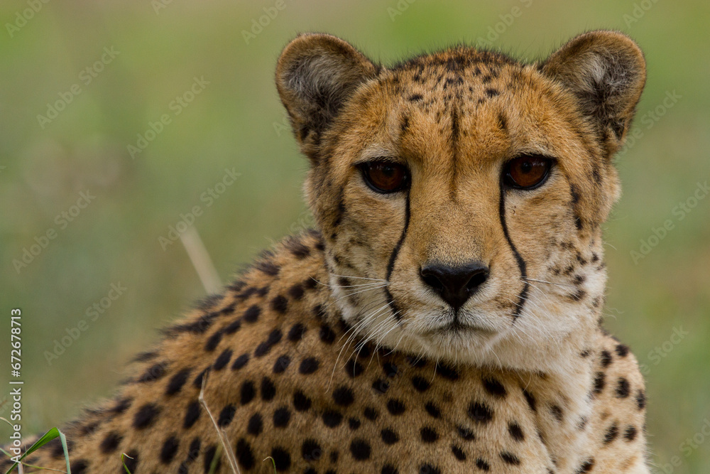 Cheetahs of Africa Cheetahs of Africa