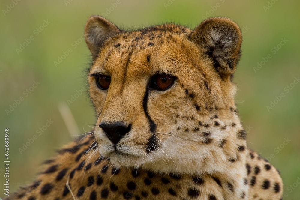 Cheetahs of Africa Cheetahs of Africa