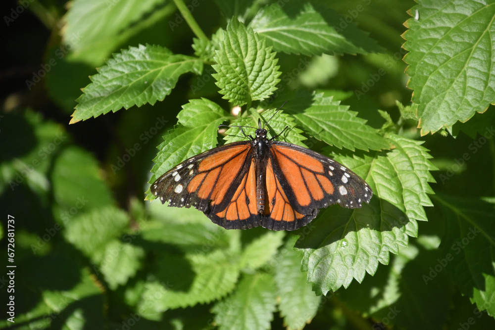 Monarch Butterfly with Wings Spread Wide Open Monarch Butterfly with Wings Spread Wide Open