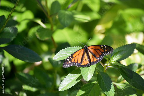 Brilliant Orange Viceroy Butterfly in a Garden
