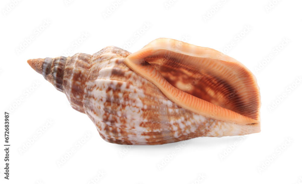 Beautiful seashell isolated on white. Beach object Beautiful seashell isolated on white. Beach object