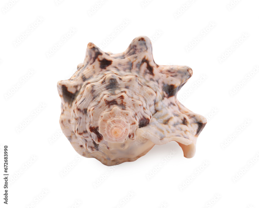 Beautiful seashell isolated on white. Beach object Beautiful seashell isolated on white. Beach object
