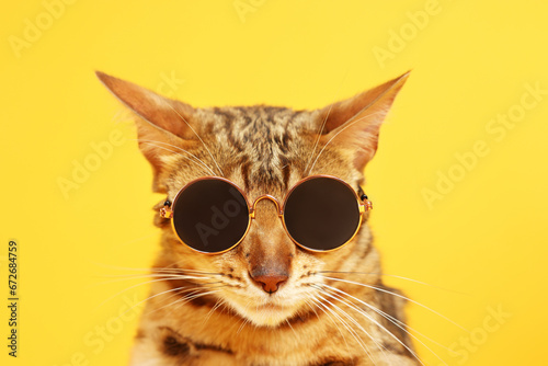 Cute Bengal cat in sunglasses on orange background, closeup