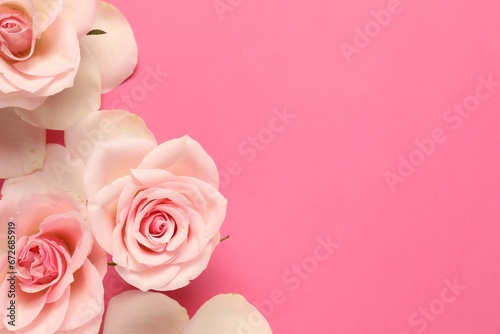 Beautiful roses and petals on pink background  flat lay. Space for text