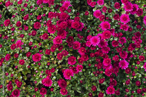 Fototapeta Naklejka Na Ścianę i Meble -  A beautiful pink chrysanthemum bush