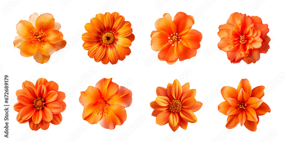 Collection of various orange flowers isolated on a transparent background - obrazy, fototapety, plakaty 