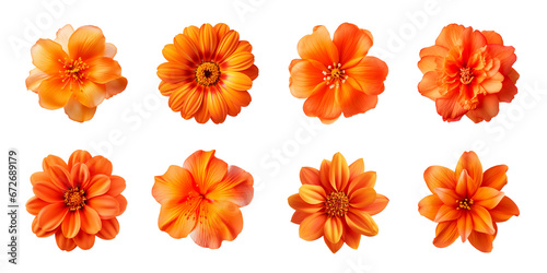Collection of various orange flowers isolated on a transparent background © degungpranasiwi