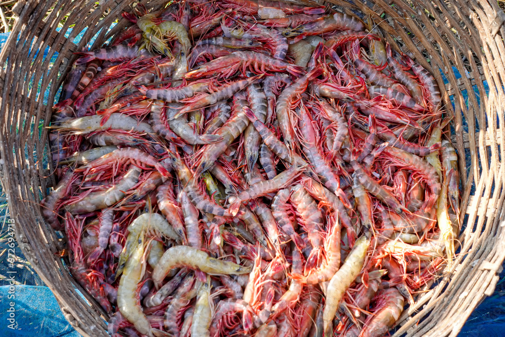 Stacked fresh tiger prawns are also known as bagda prawns in Asia. Close up view of red tiger shrimps in bamboo basket.