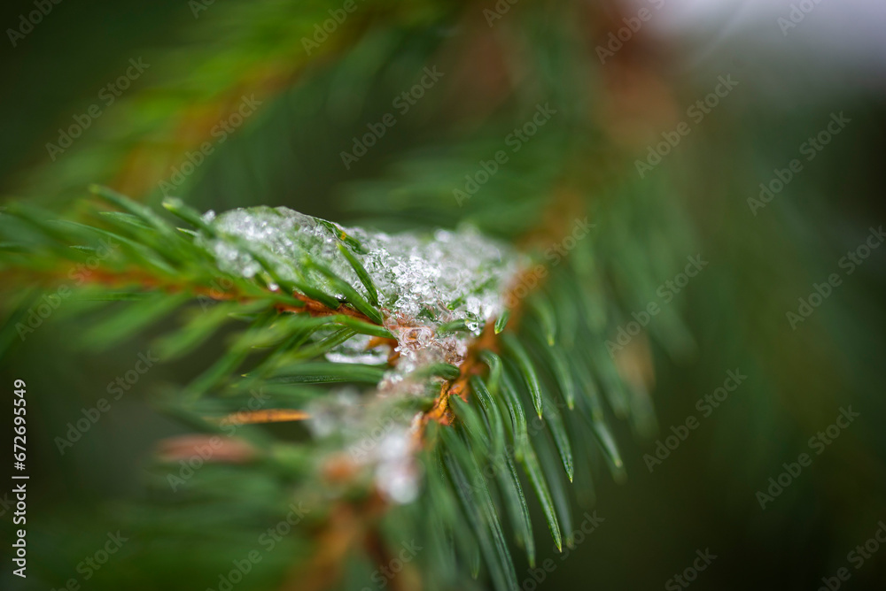 close up of pine needles with snow