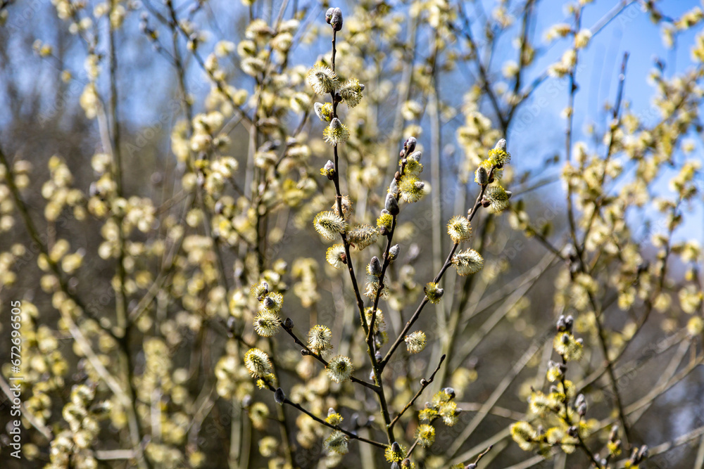 Pussy willow growing in the spring sunshine Pussy willow growing in the spring sunshine