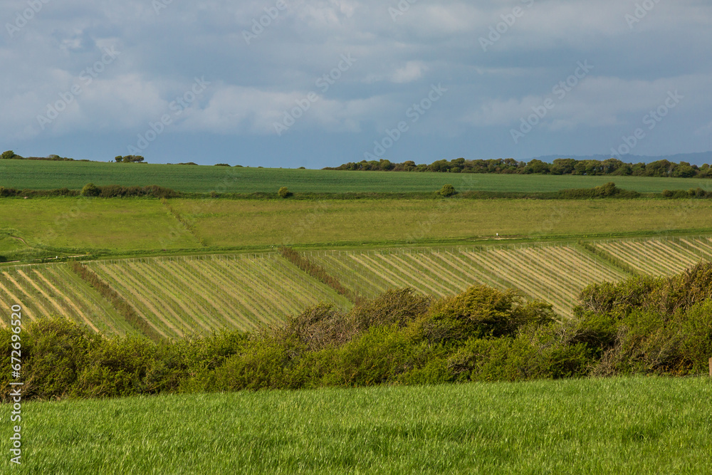 A rural South Downs view with rows of vines growing on a hillside