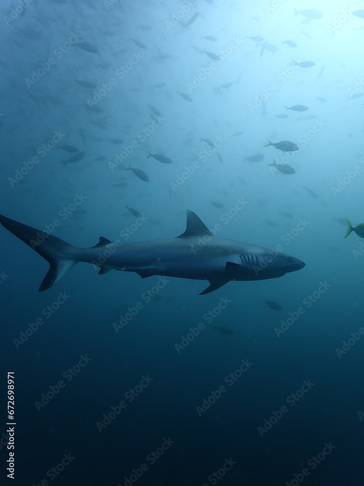 Obraz premium black tip reef shark swimming underwater in komodo, indonesia