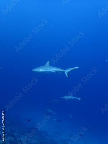 black tip reef sharks in the maldives, portrait, underwater photography, ocean