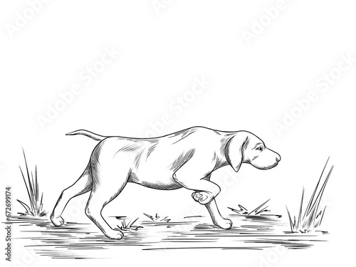 hunting dog line art illustration on the white background