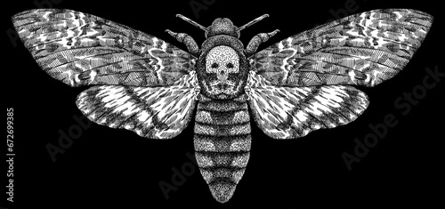 Engrave isolated moth hand drawn graphic illustration © Turaev